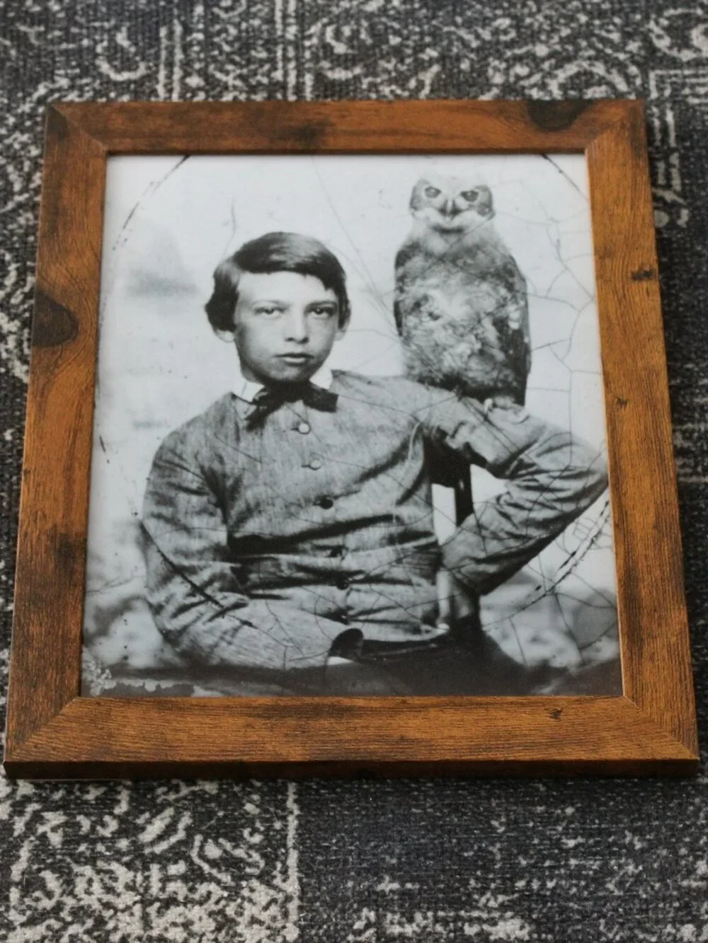 Framed Vintage Boy with Pet Owl Tintype 1860s Portrait Photo Print 8x10